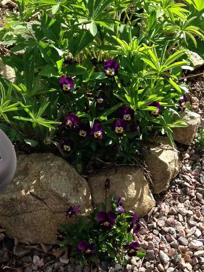 Plants growing out of rocks
