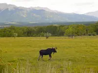 Moose on grass in front of trees and mountains